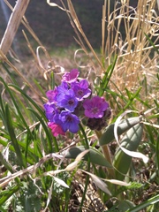 Pulmonaria australis