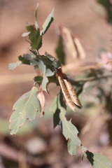 Bossiaea bossiaeoides