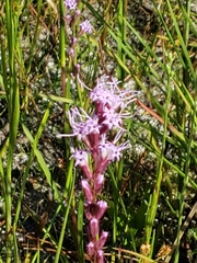 Liatris tenuifolia