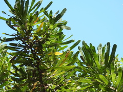 Banksia aemula
