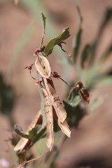 Bossiaea bossiaeoides