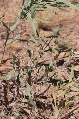 Bossiaea bossiaeoides