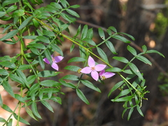 Boronia rivularis