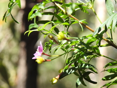 Boronia rivularis