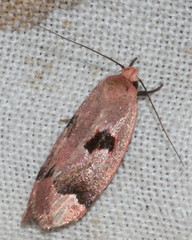 Acanthodela erythrosema