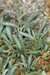 Penstemon floridus austinii