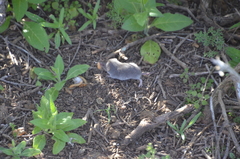 Notiosorex crawfordi