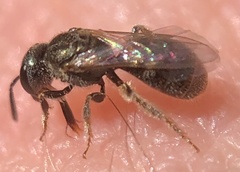 Lasioglossum imitatum