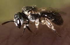 Lasioglossum imitatum