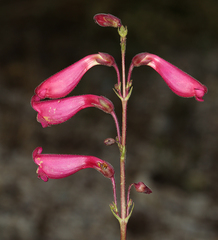 Penstemon floridus austinii