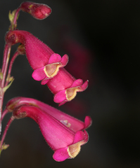 Penstemon floridus austinii