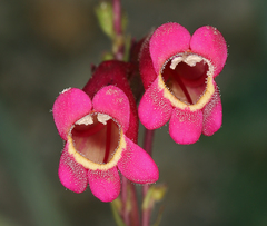 Penstemon floridus austinii
