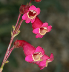 Penstemon floridus austinii