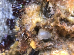 Molgula manhattensis