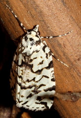 Archephanes zalosema