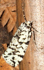 Archephanes zalosema
