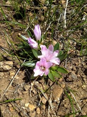 Lewisia brachycalyx