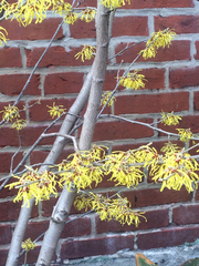 Hamamelis mollis