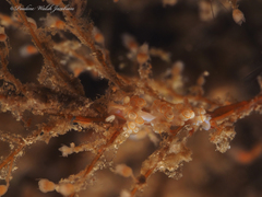 Dondice freddiemercuryi