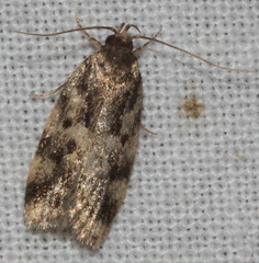 Barea atmophora