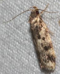 Barea atmophora