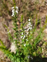Anarrhinum duriminium