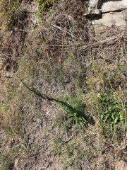 Anarrhinum duriminium
