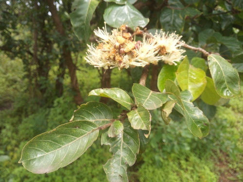 Maranthes polyandra