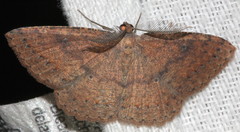 Casbia melanops