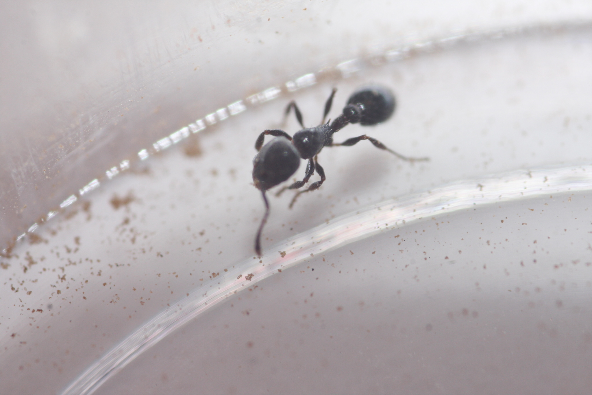 Temnothorax obliquicanthus