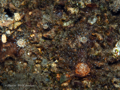 Ceriantheopsis americanus
