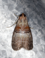 Pococera militella