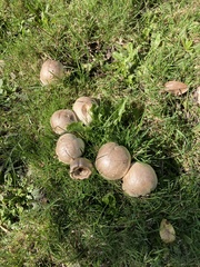 Agaricus xanthodermus