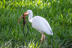Eudocimus albus