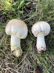 Agaricus xanthodermus