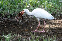 Eudocimus albus