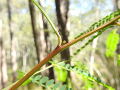 Acacia attenuata