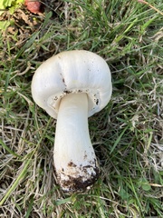 Agaricus xanthodermus