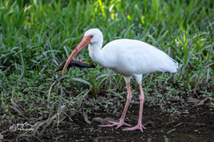 Eudocimus albus