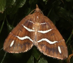 Chaetolopha niphosticha