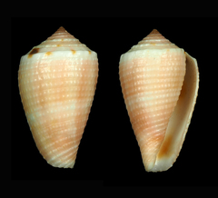 Conus axelrodi