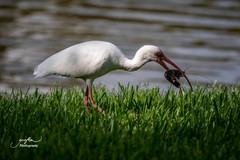 Eudocimus albus