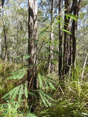 Acacia attenuata