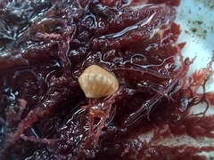 Leptochiton algesirensis