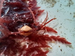 Leptochiton algesirensis