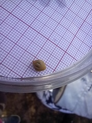 Leptochiton algesirensis