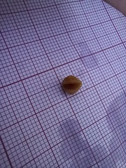 Leptochiton algesirensis