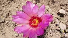 Thelocactus bicolor bicolor