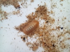 Leptochiton algesirensis