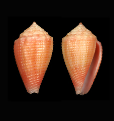 Conus axelrodi